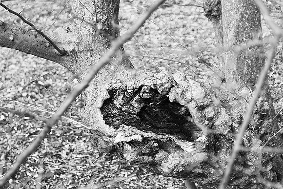 Tree Hollow #2