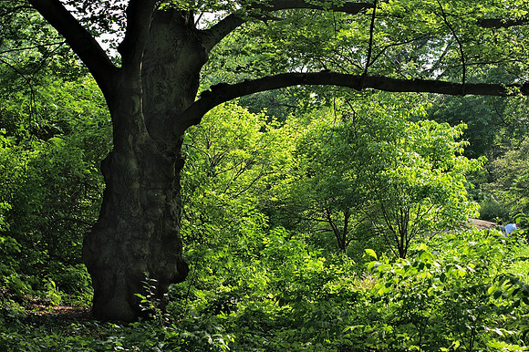 Past Greywacke Arch, Central Park