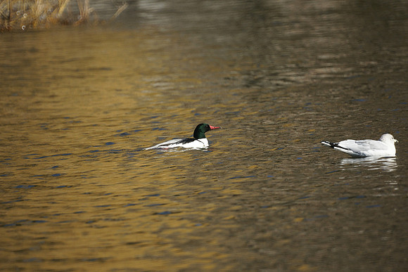 Common Merganser (and Ring-Billed Gull), Harlem Meer, Central Park