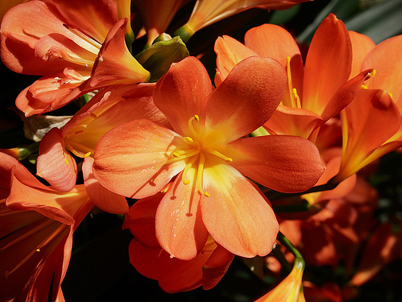 Clivia