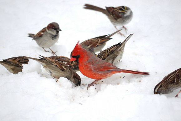 Cardinal and sparrows in snow, Central Park