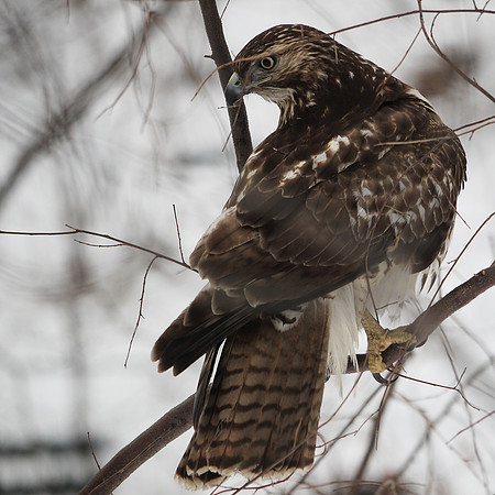 Juvenile Cooper's Hawk, Central Park