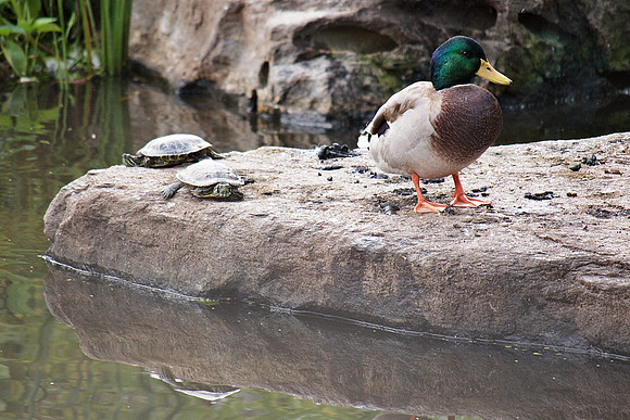 Turtle Pond