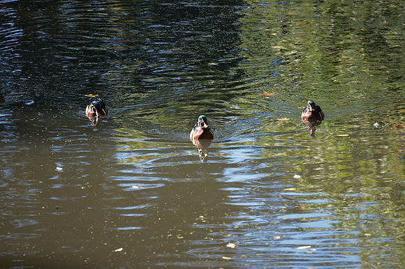 Wood Ducks, Bank Rock Bay, Central Park