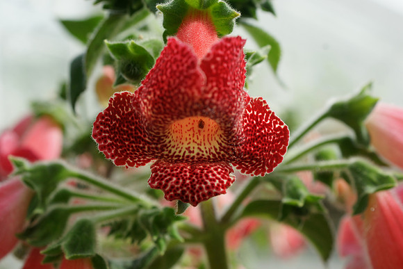 Kohleria "Longwood"