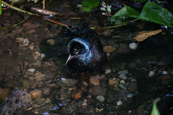 Grackle, Central Park
