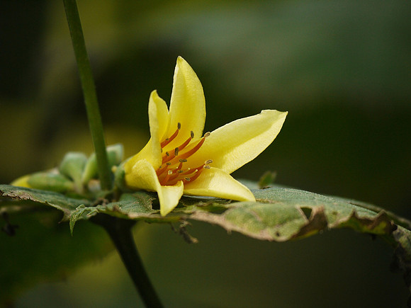 Brooklyn Botanic Garden