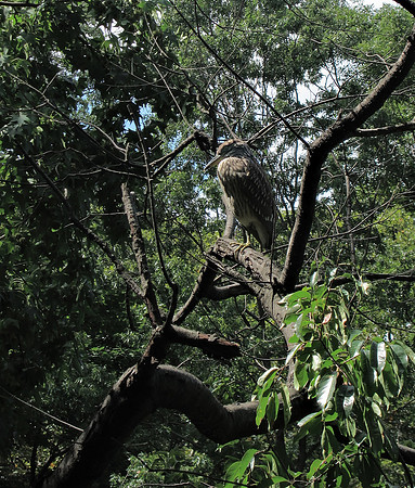 Juvenile Black-Crowned Night Heron, Central Park