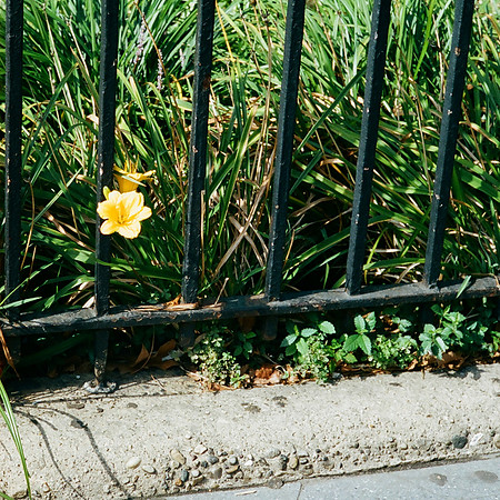 Tulip and fence