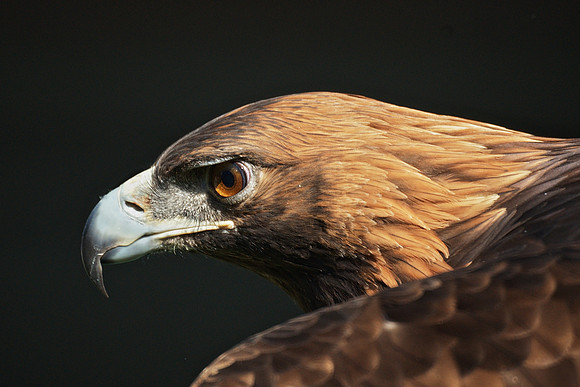 One Serious Bird