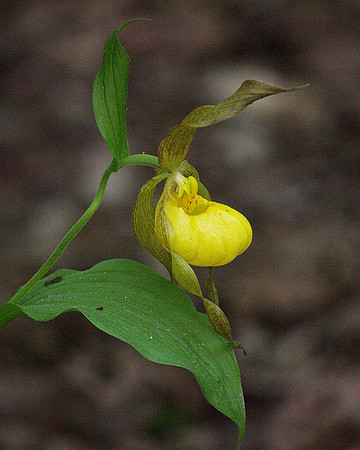 Central Park Orchid