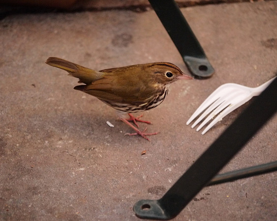 Ovenbird, Bryant Park