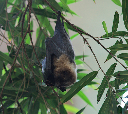 Fruitbat, Central Park Zoo