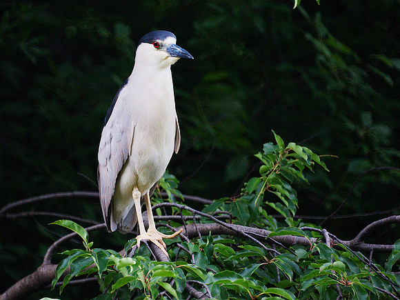 Black-Crowned Night Heron