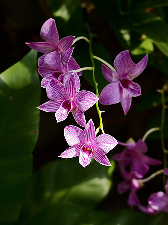 Phaelenopsis orchids