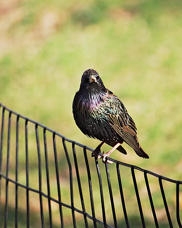 Glorious Starling (2)