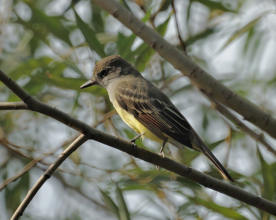 Great Crested Flycatcher, Central Park