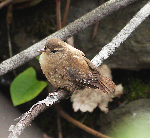 Winter Wren after bathing, Central Park