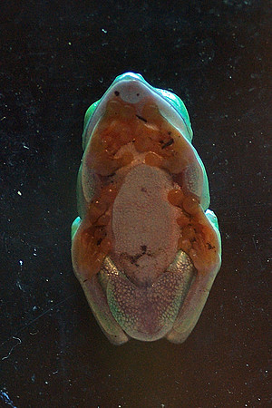 beneath a frog