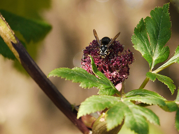 Wasp, Brooklyn Botanic Garden