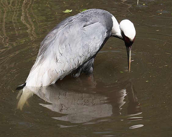 Narcissus