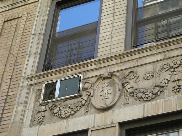 Pigeon, Yorkville