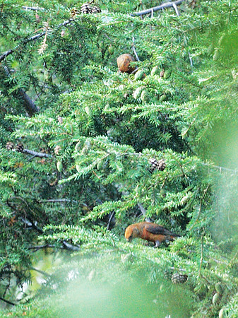 Red Crossbills, Central Park