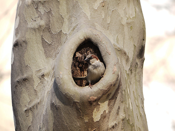 House Sparrow, Central Park