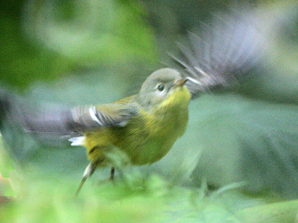 Magnolia Warbler takes off