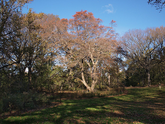 Tupelo Meadow, Central Park