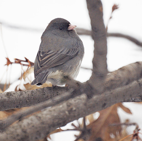 Junco, Central Park