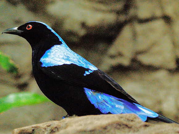 Metallic Starling