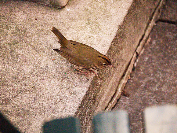 Ovenbird, Bryant Park