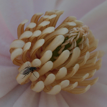 the fly and the flower