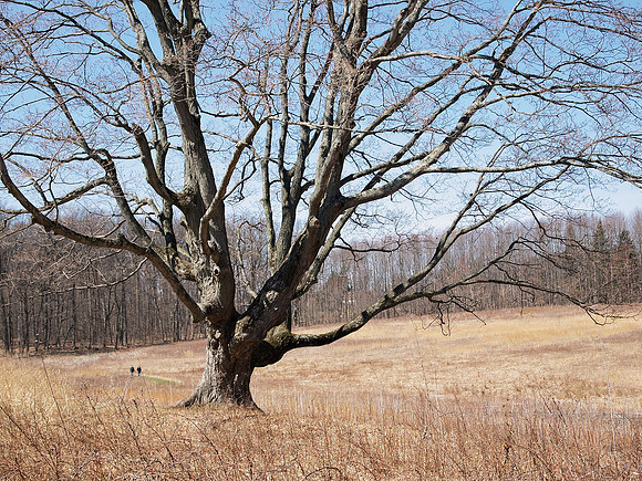 Longwood
