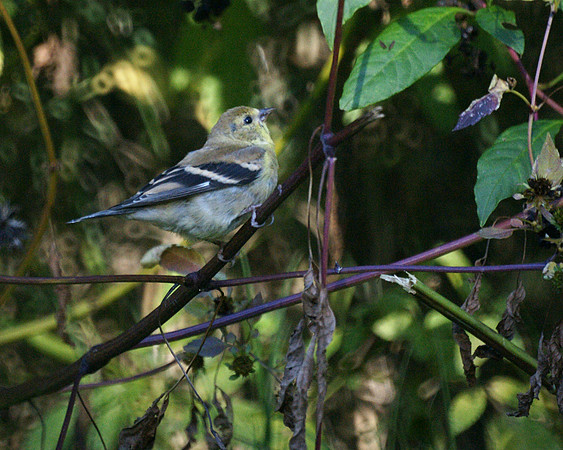 American Goldfinch, Central Park