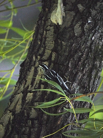 Black and white warbler, Central Park