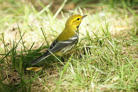 Black-Throated Green Warbler, Central Park