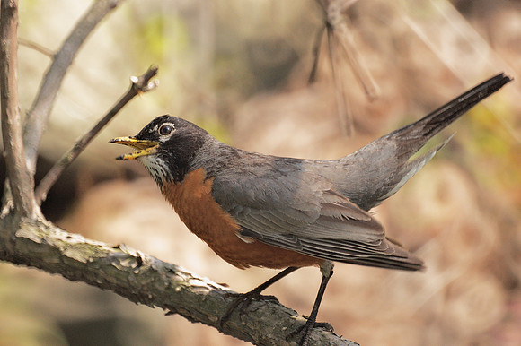 Robin warning, Central Park