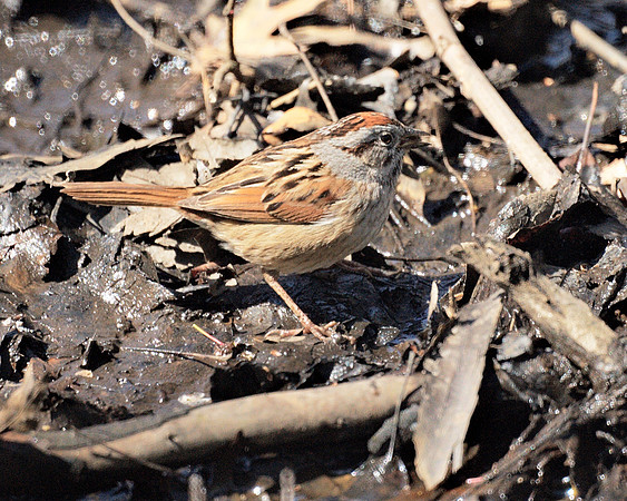 Swamp Sparrow, Central Park