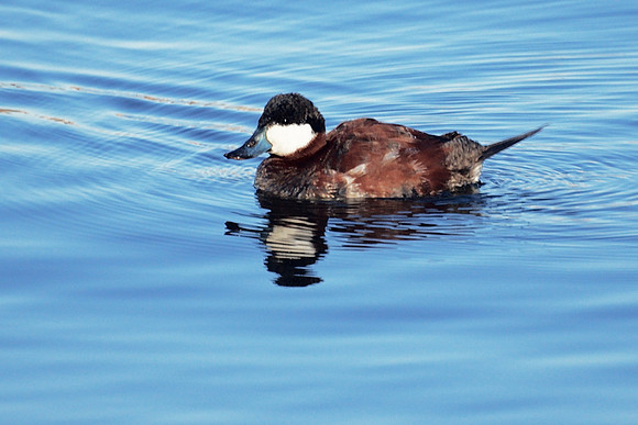 Ruddy Duck, Central Park Reservoir