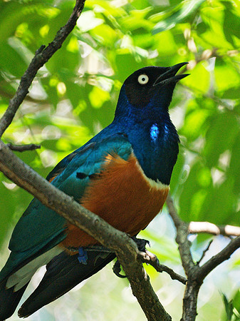 Superb Starling