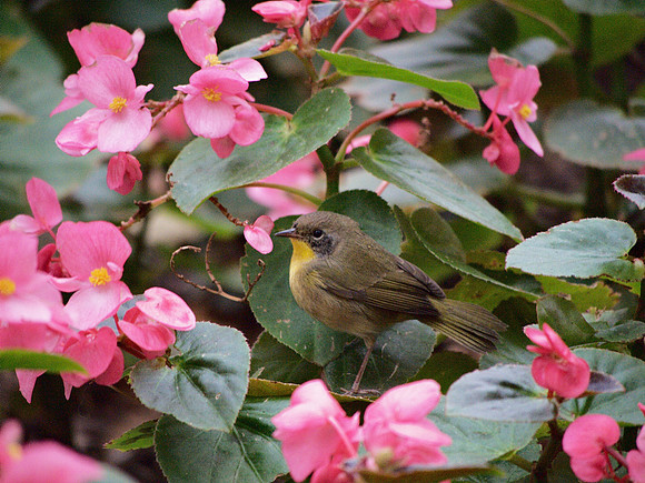 Common Yellowthroat, Bryant Park