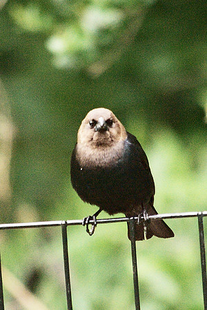Brown-Headed Cowbird, Central Park