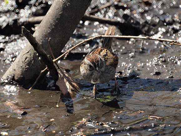 Swamp Sparrow, Central Park