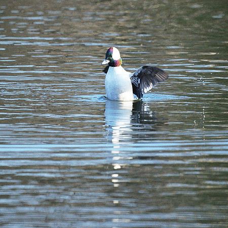 Bufflehead duck, Turtle Pond