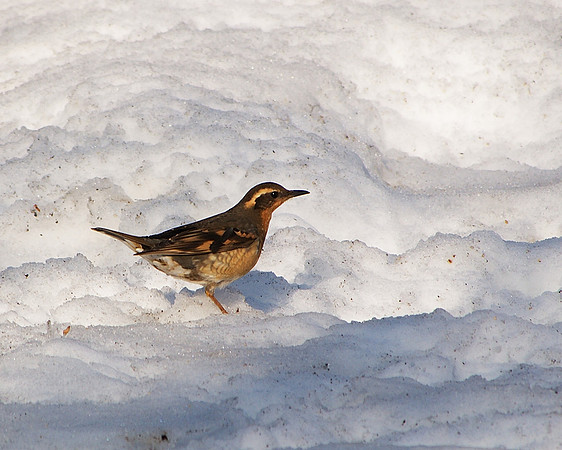 Varied Thrush, Central Park (2011)