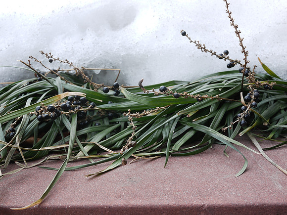 Liriope berries, Riverdale