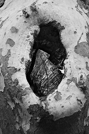 Tree hollow