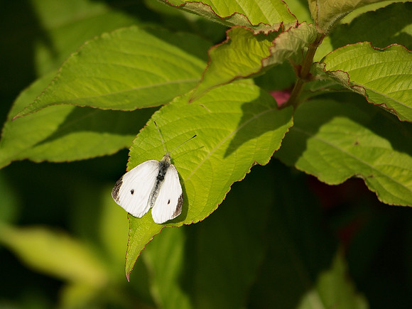 Cabbage Butterfly, Theodore Roosevelt Park